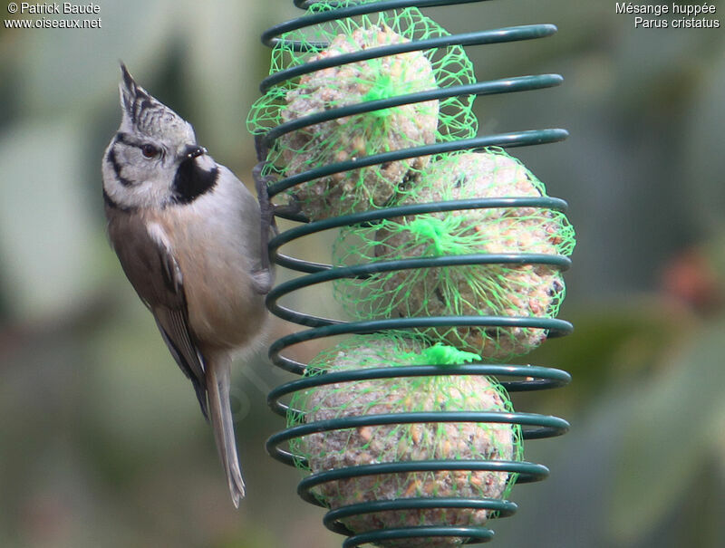 Mésange huppée, identification, régime