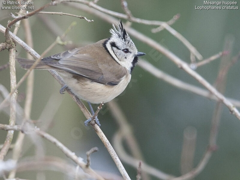 Mésange huppéeadulte, identification