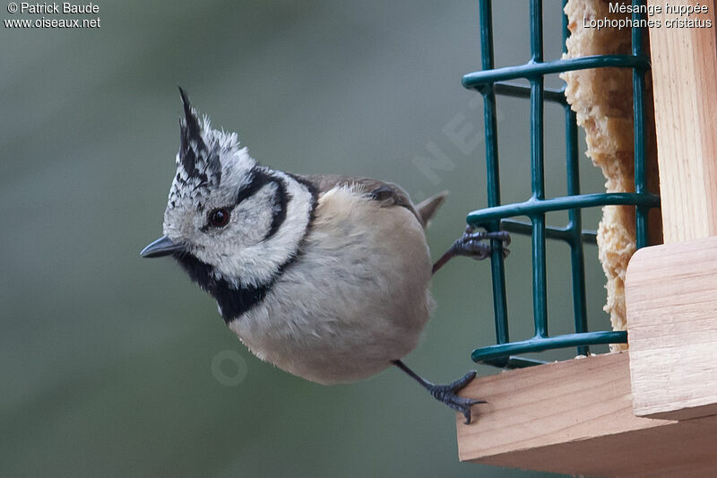 Mésange huppéeadulte, identification