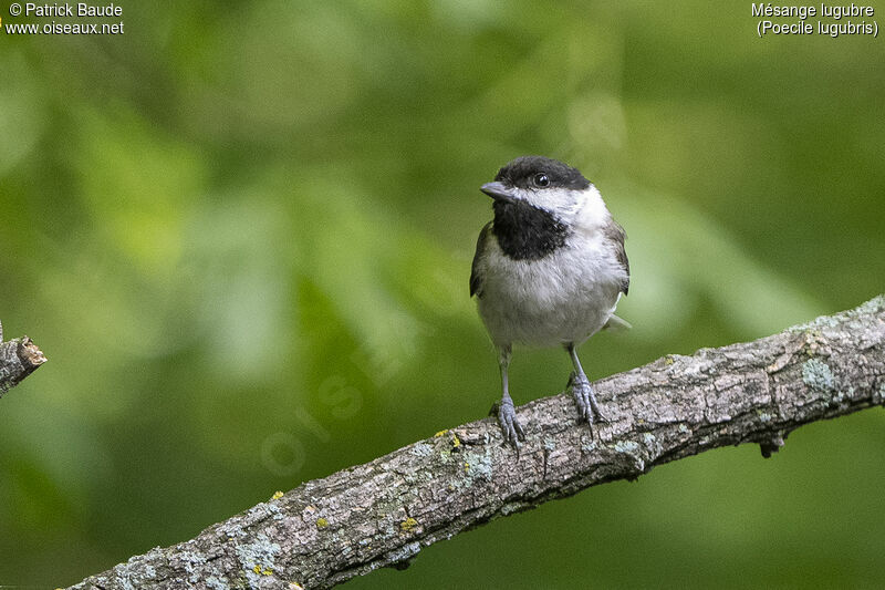 Mésange lugubreadulte