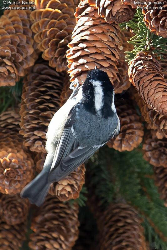 Mésange noireadulte, identification