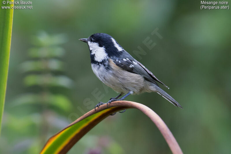 Mésange noireadulte, identification