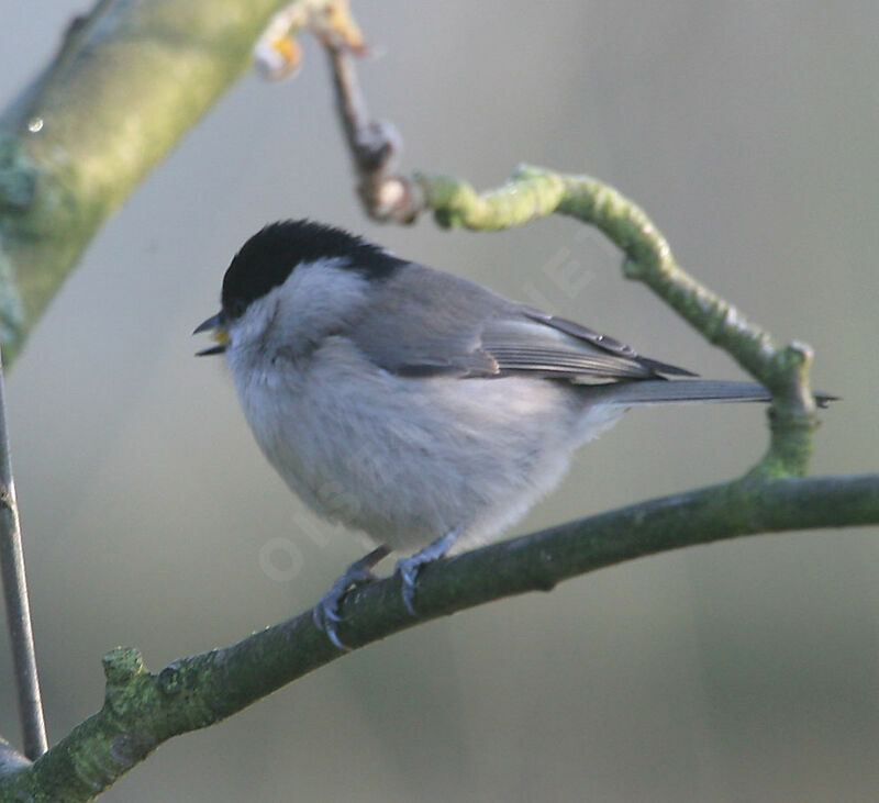 Mésange nonnette