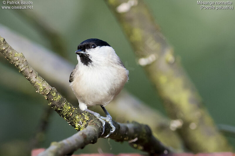 Marsh Titadult, identification