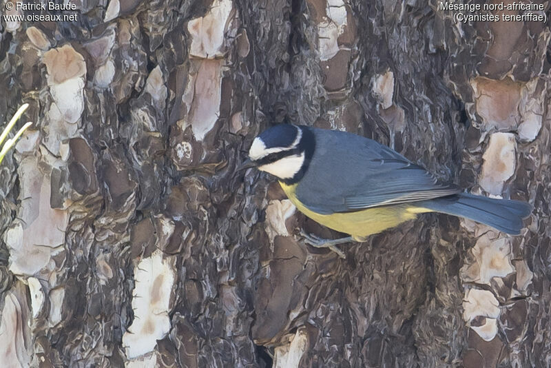 African Blue Titadult, identification