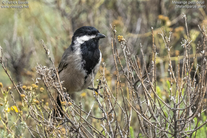 Grey Titadult