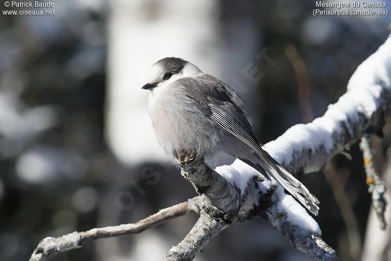 Mésangeai du Canadaadulte, identification, portrait