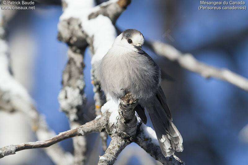 Mésangeai du Canadaadulte, identification, portrait