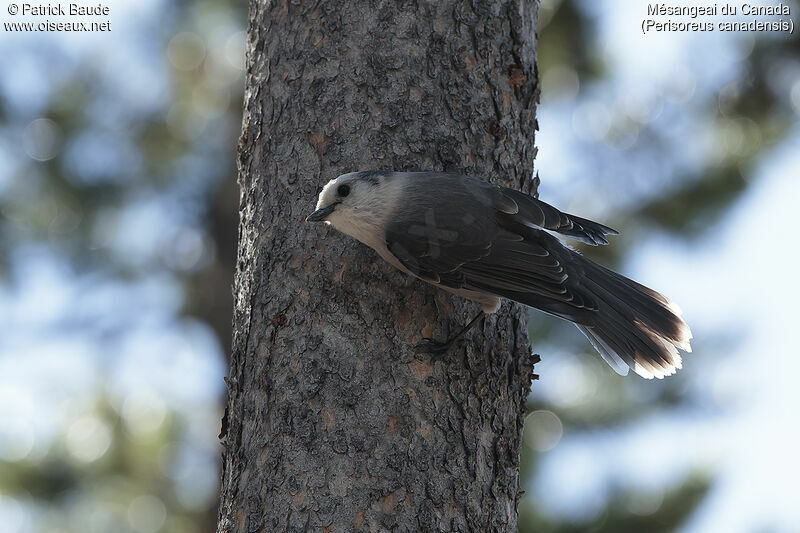 Canada Jayadult