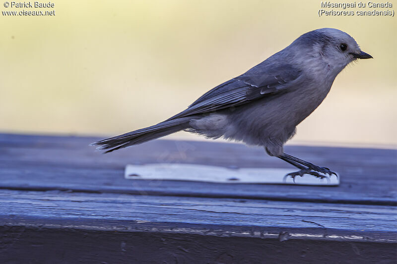 Canada Jayadult