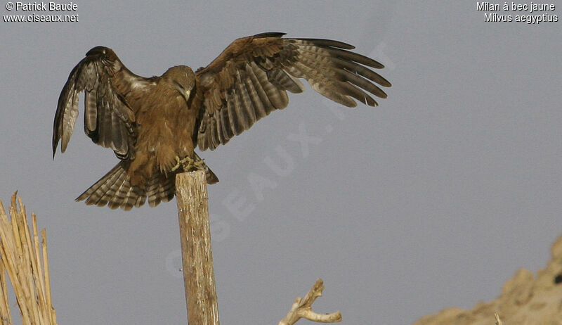 Yellow-billed Kite, identification