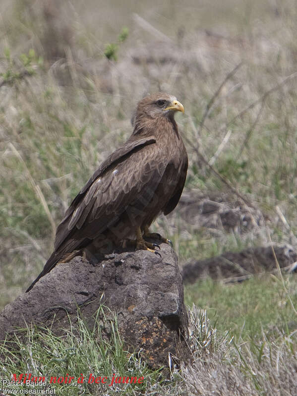 Yellow-billed Kiteadult, identification