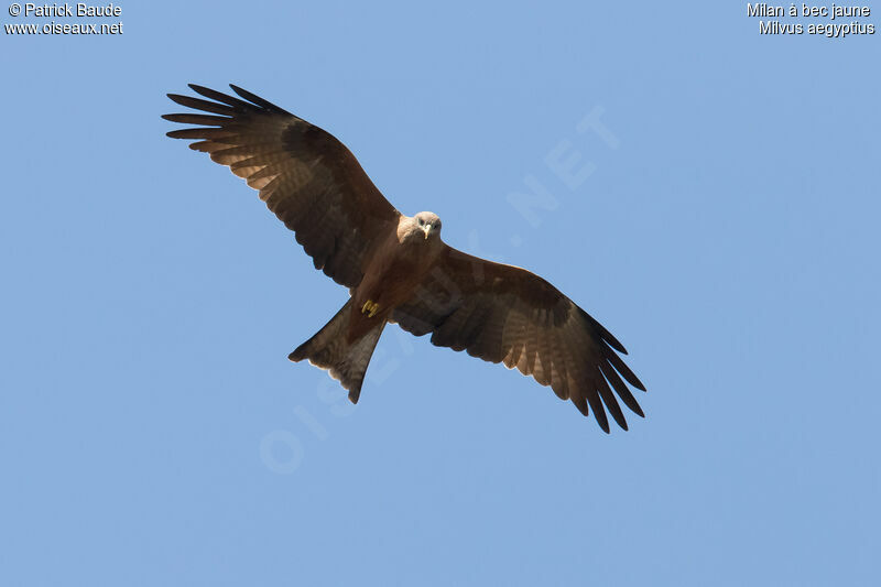 Yellow-billed Kiteadult, Flight