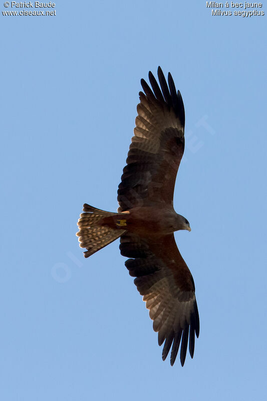 Yellow-billed Kiteadult, Flight