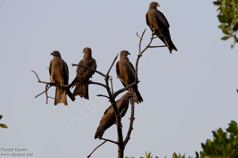 Yellow-billed Kite, Behaviour