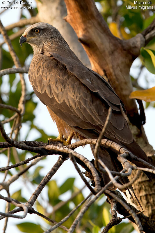 Black Kiteadult, identification