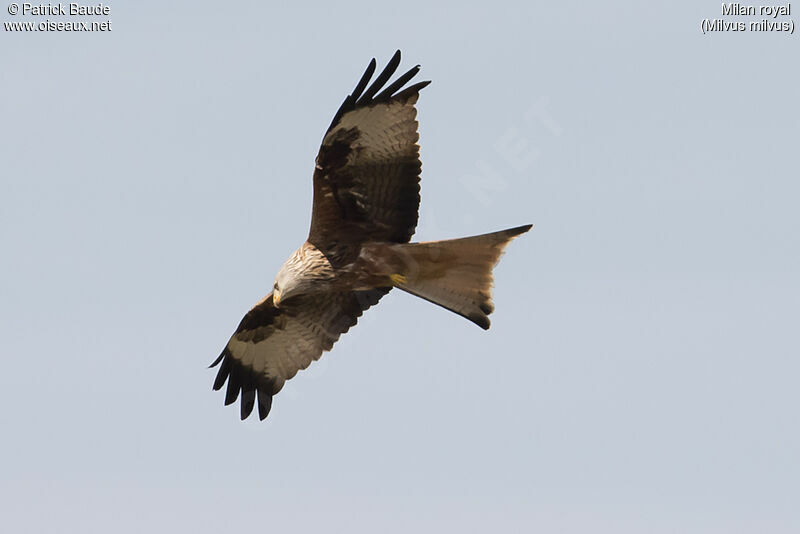 Red Kiteadult, identification