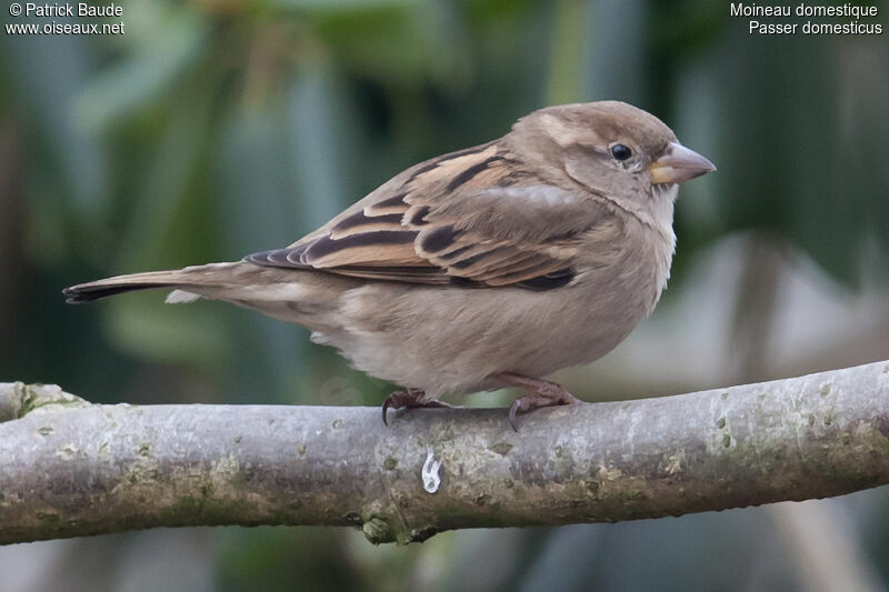 Moineau domestique femelle adulte, identification