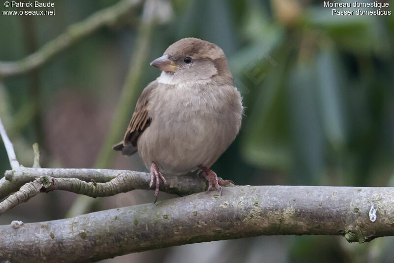 Moineau domestique femelle adulte, identification