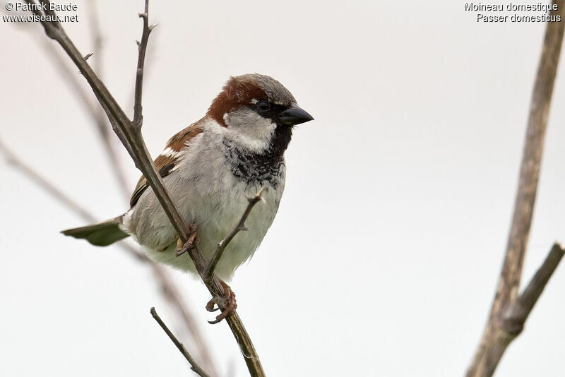 Moineau domestique mâle, identification