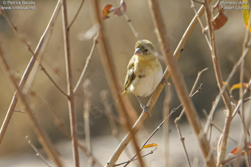 Sudan Golden Sparrowimmature