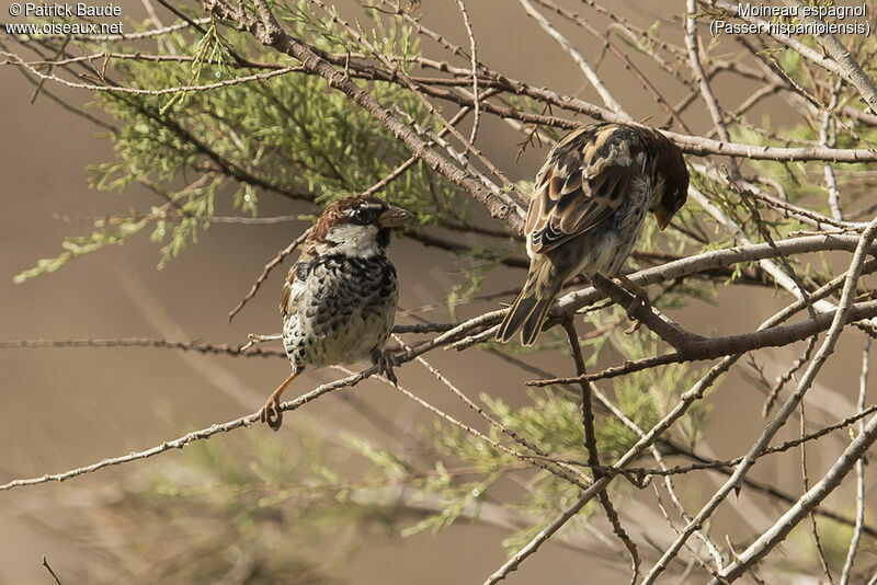 Spanish Sparrowadult