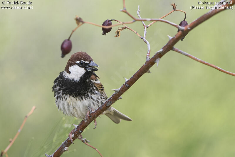 Spanish Sparrow male adult