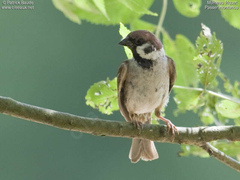 Eurasian Tree Sparrowadult, identification