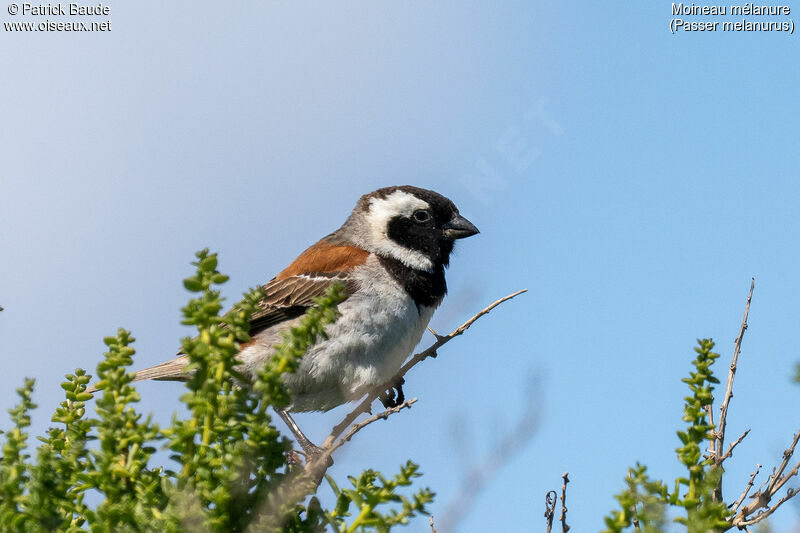 Moineau mélanure