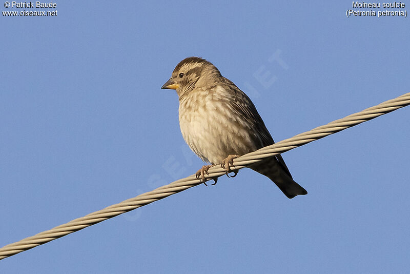 Moineau soulcieadulte, identification