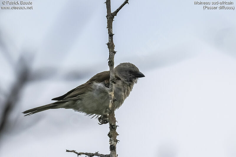 Southern Grey-headed Sparrowadult