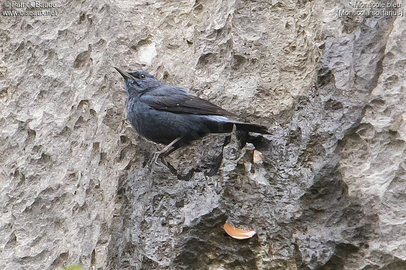 Monticole bleu mâle adulte, identification