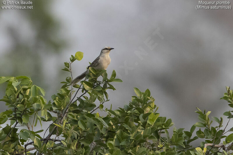 Chalk-browed Mockingbirdadult