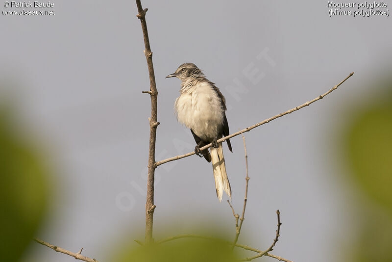 Northern Mockingbirdadult, identification