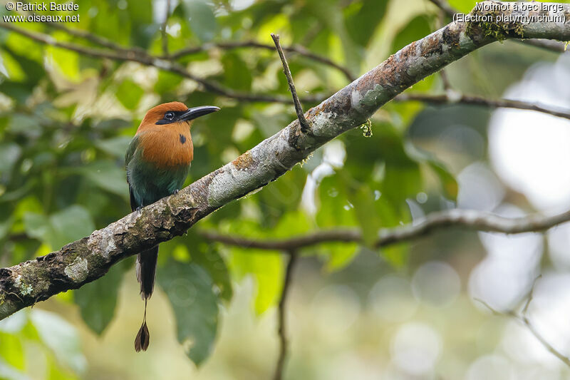 Broad-billed Motmot