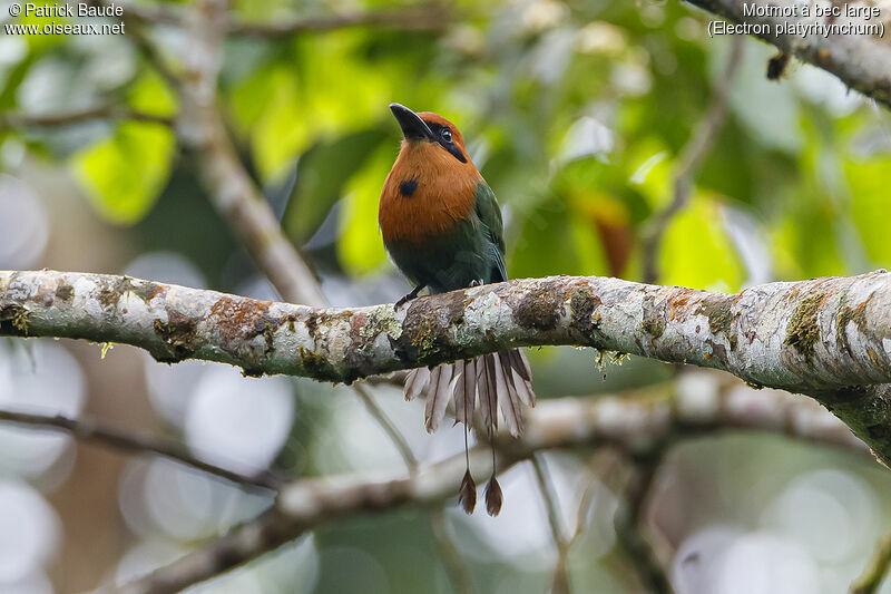 Broad-billed Motmotadult