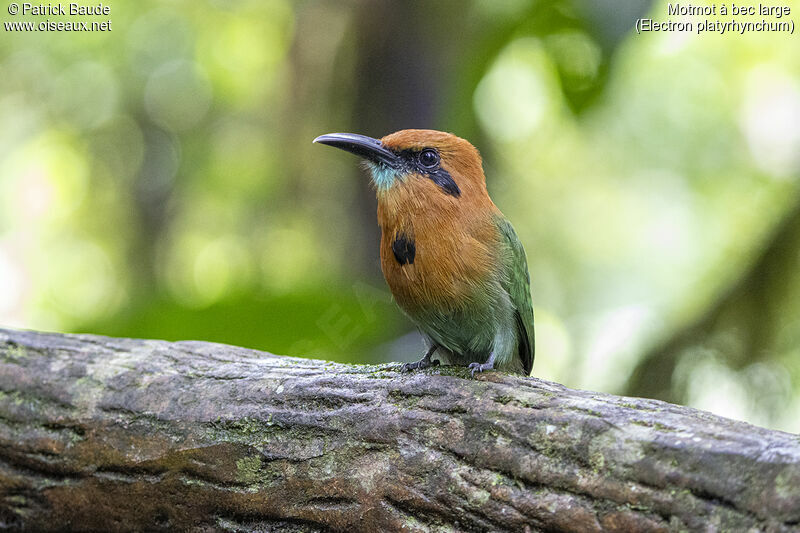 Broad-billed Motmotadult