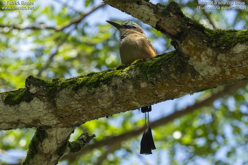 Motmot à sourcils bleusadulte