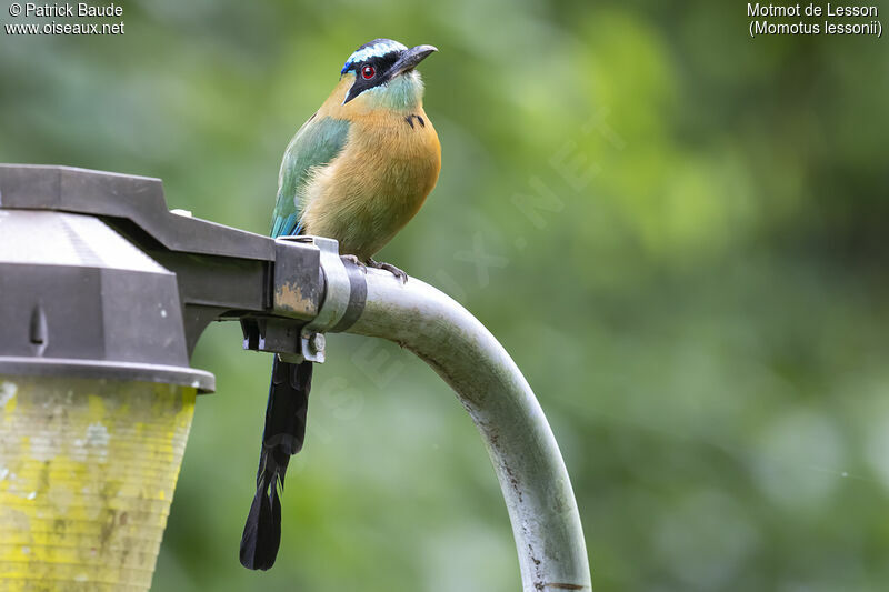 Motmot de Lessonadulte