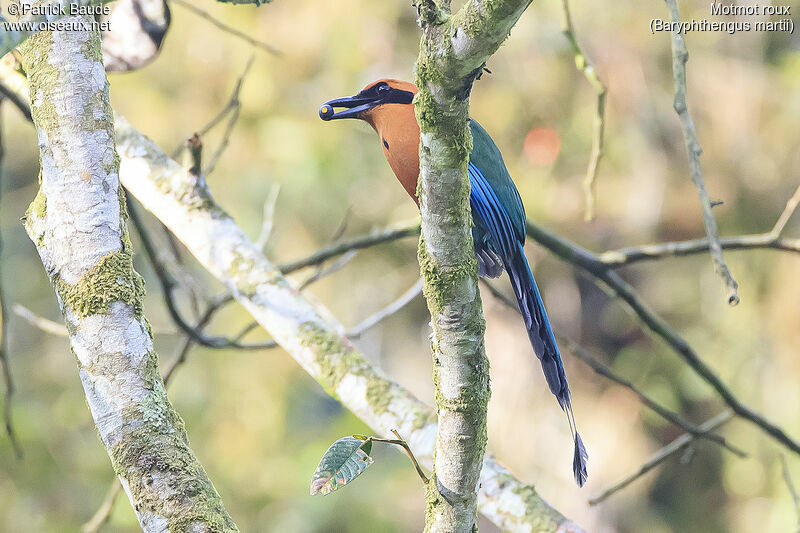 Rufous Motmot