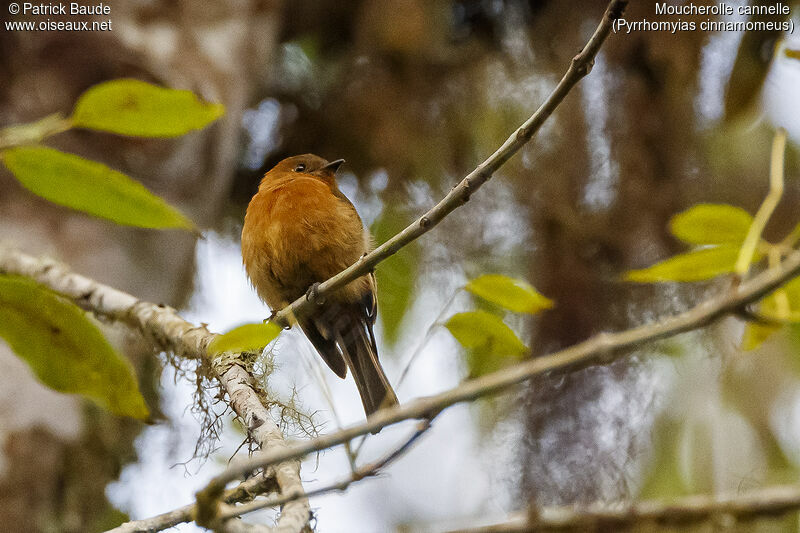 Cinnamon Flycatcheradult