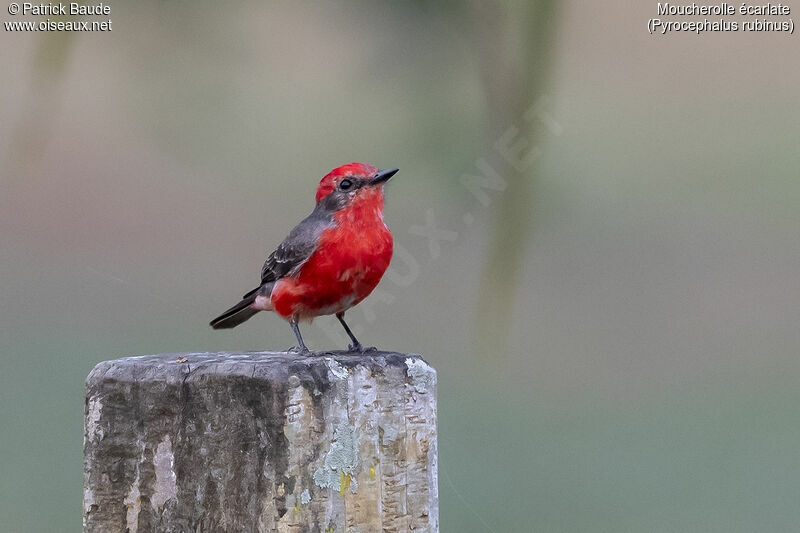 Scarlet Flycatcheradult