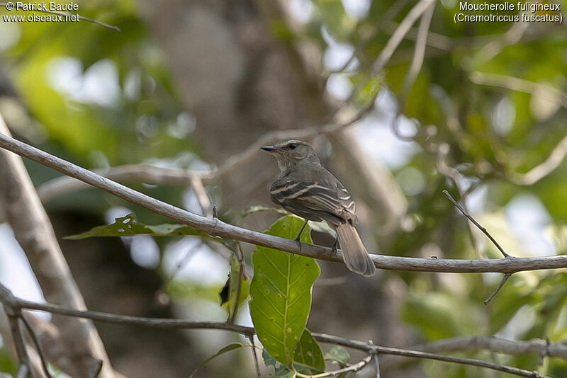 Fuscous Flycatcheradult