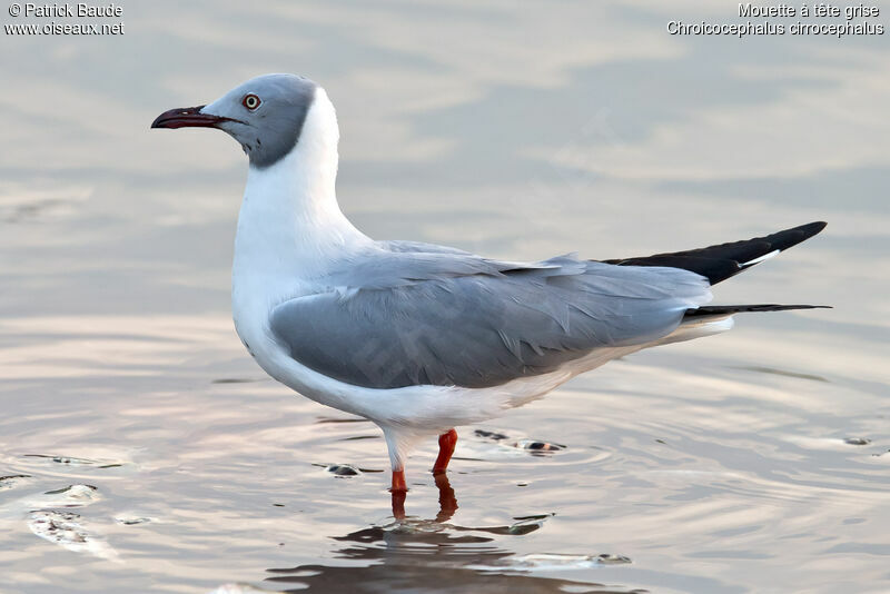 Mouette à tête griseadulte, identification