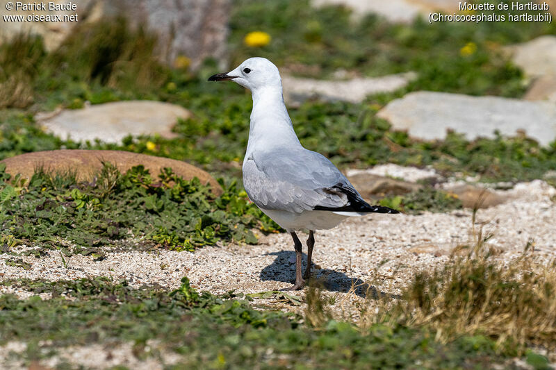 Mouette de Hartlaubadulte