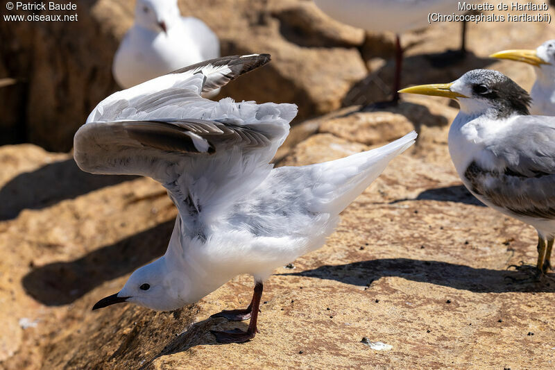 Mouette de Hartlaubadulte