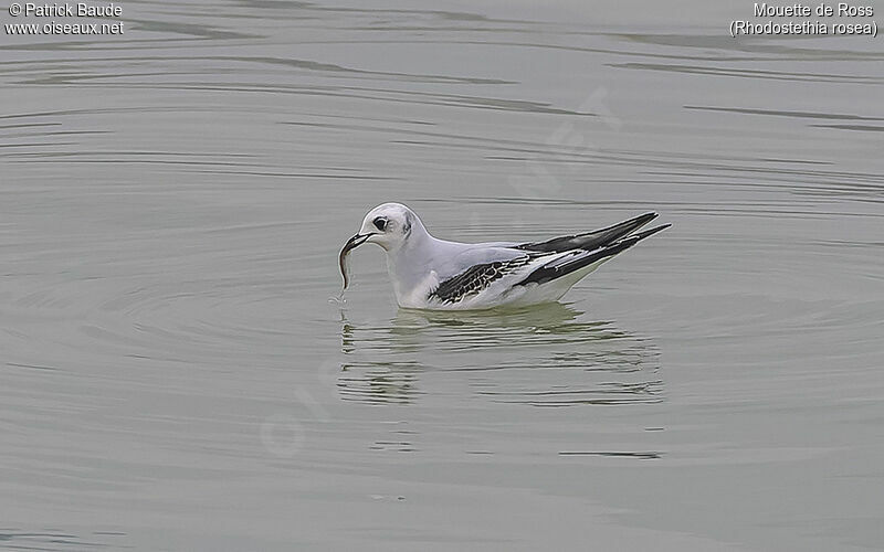 Mouette de Rossadulte, identification