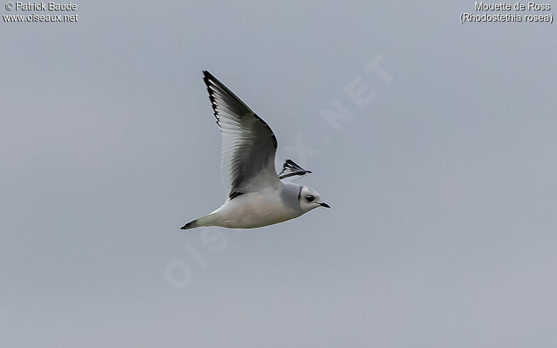 Mouette de Rossadulte, identification