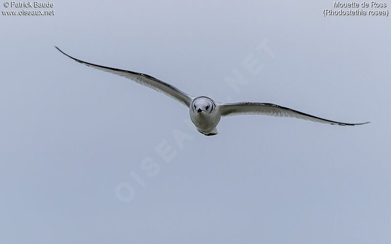 Mouette de Ross