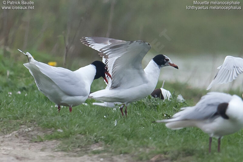 Mouette mélanocéphale mâle adulte nuptial, identification